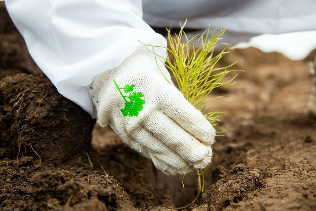 СИБУР объявил о старте лесоклиматической программы «Зеленая формула»