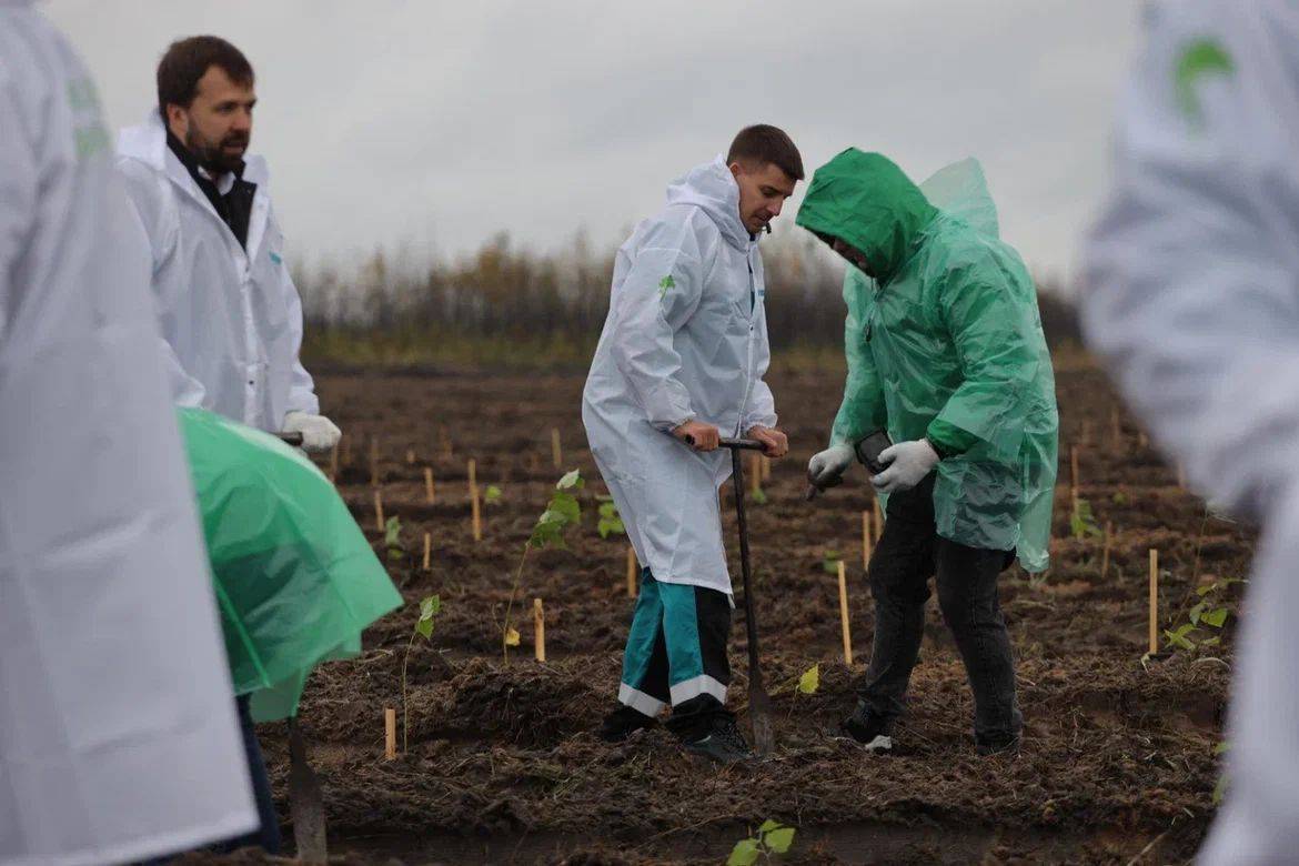  На Воронежском карбоновом полигоне завершаются посадки деревьев для климатического проекта СИБУРа